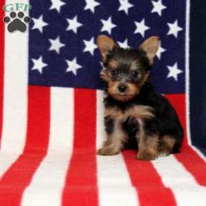 Daphne, Yorkie Puppy